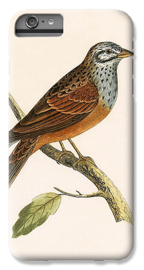 Bird iPhone 6s Plus Case featuring the painting Striolated Bunting by English School