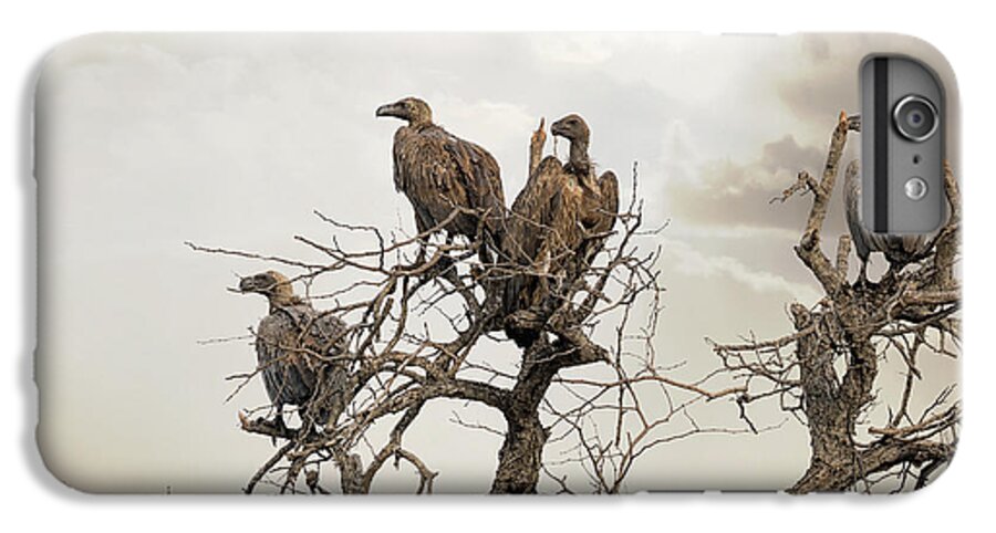 Vulture iPhone 6s Plus Case featuring the photograph Vultures in a dead tree. by Jane Rix