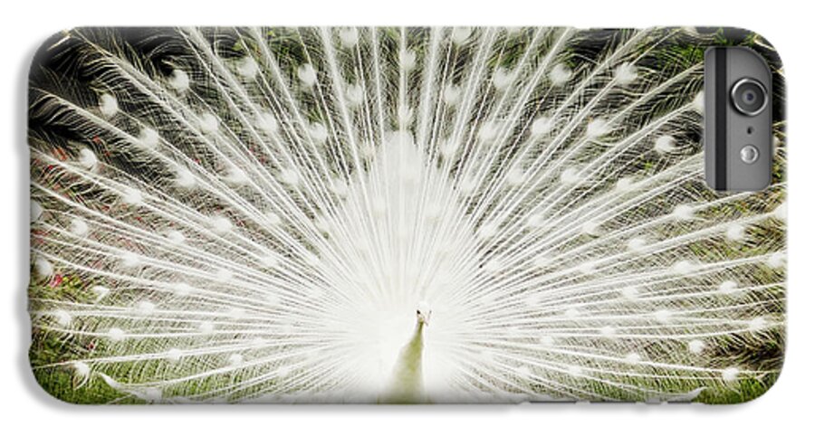 White Peacock iPhone 6s Plus Case featuring the photograph White Peacock by Dustin K Ryan
