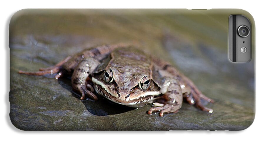 Frog iPhone 6s Plus Case featuring the photograph Wood Frog Close Up by Christina Rollo