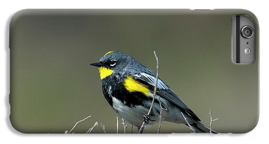 Yellow-rumped Warbler iPhone 6s Plus Case featuring the photograph Yellow-Rumped Warbler by Michael Dawson