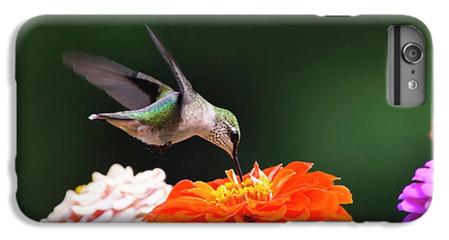 Hummingbird iPhone 6s Plus Case featuring the photograph Hummingbird in Flight with Orange Zinnia Flower by Christina Rollo