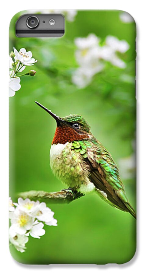 Hummingbird iPhone 6s Plus Case featuring the photograph Fauna and Flora - Hummingbird with Flowers by Christina Rollo