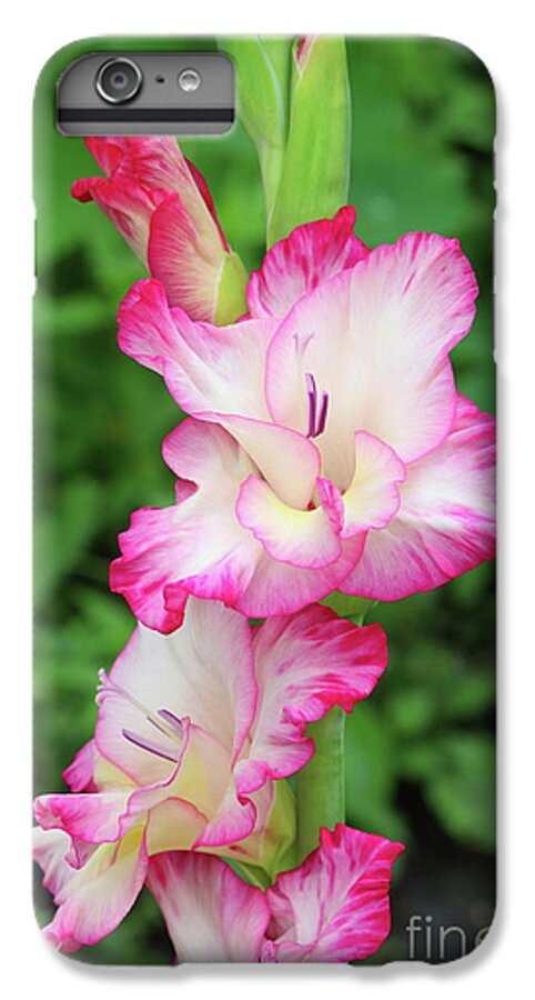 Glad iPhone 6s Plus Case featuring the photograph Glad Dolce Vita by Steve Augustin