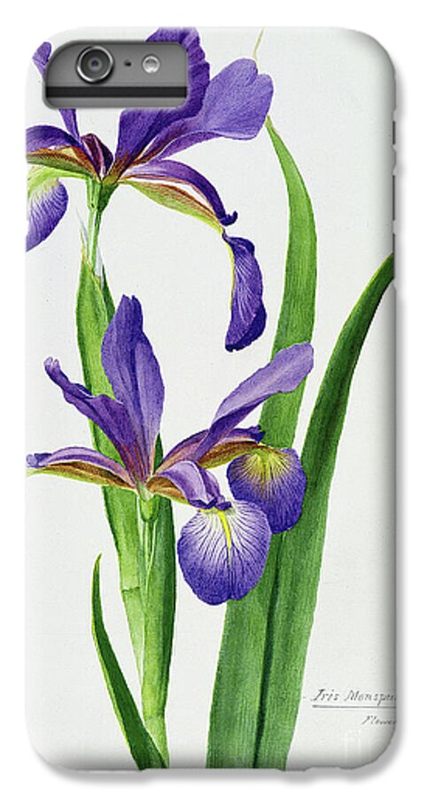 Flower iPhone 6s Plus Case featuring the painting Iris monspur by Anonymous