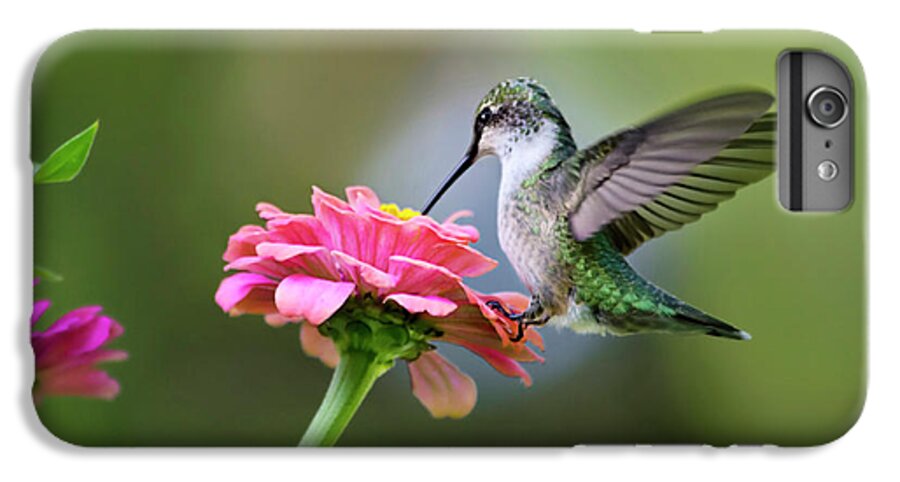 Hummingbird iPhone 6s Plus Case featuring the photograph Tranquil Joy by Christina Rollo