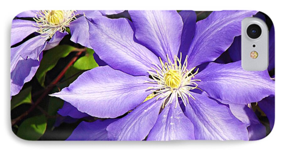 Purple iPhone 7 Case featuring the photograph Pretty Purple Clematis by Mindy Bench