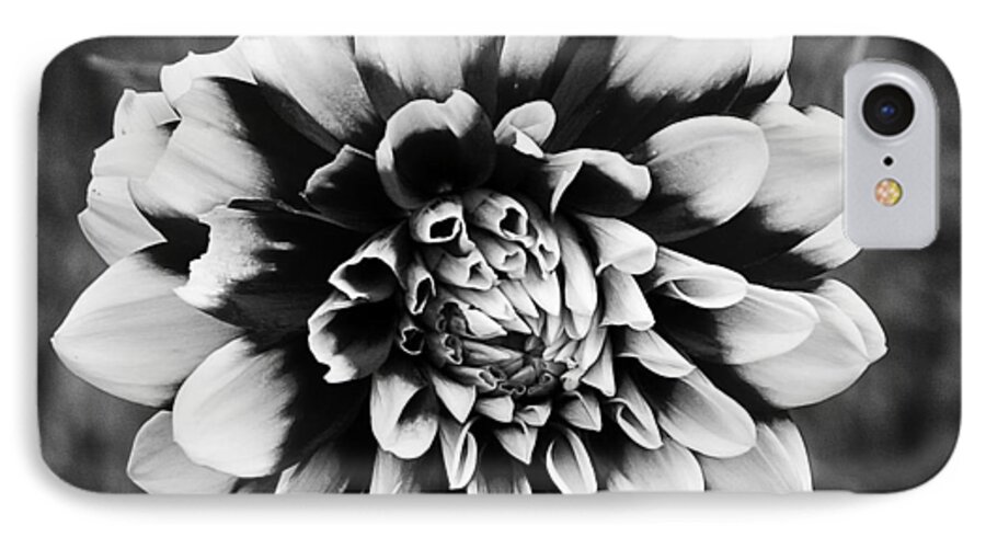 Cape Cod iPhone 7 Case featuring the photograph 01 Lovely Dahlia by Ben Shields