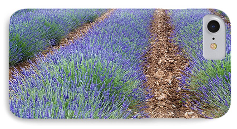 Lavender iPhone 7 Case featuring the photograph 080720p071 by Arterra Picture Library