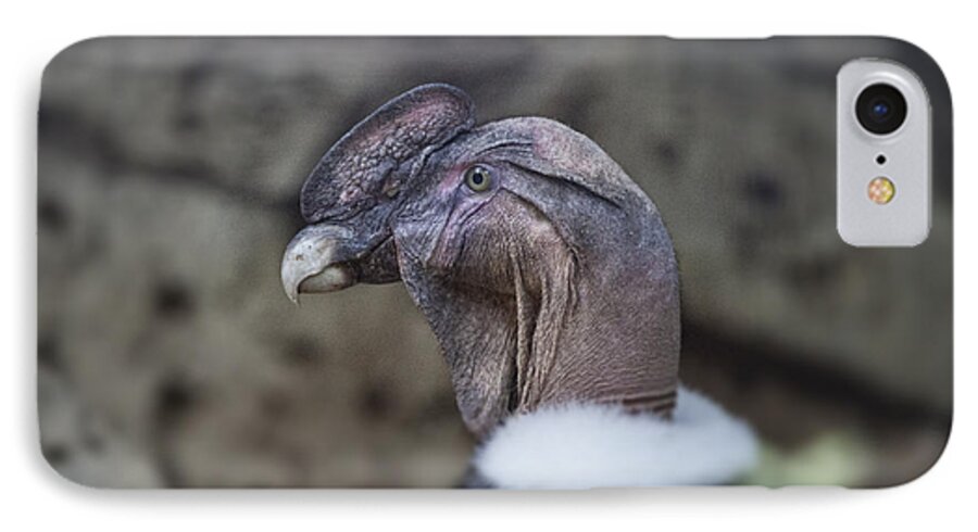 Andean Condor iPhone 7 Case featuring the photograph Andean Condor #1 by Douglas Barnard