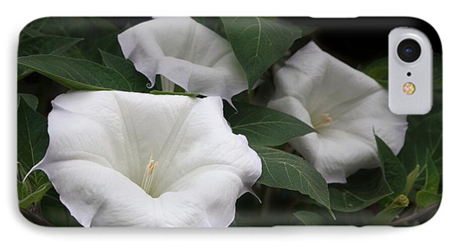 Flower iPhone 7 Case featuring the photograph Angels Trumpet Datura #1 by Angie Vogel