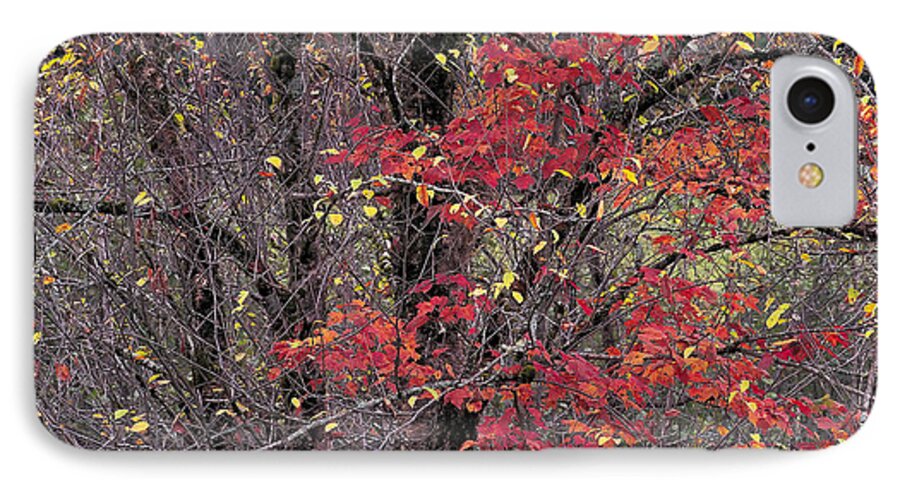 Fall iPhone 7 Case featuring the photograph Autumn's Palette by Alan L Graham