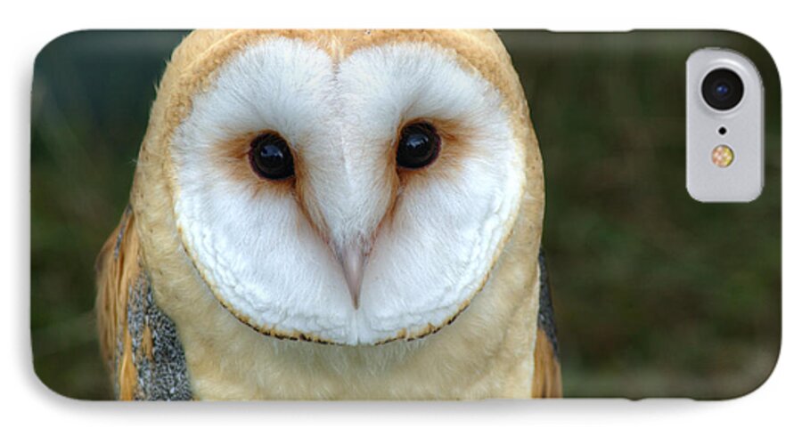 Barn Owl iPhone 7 Case featuring the photograph Barn Owl #1 by Chris Day