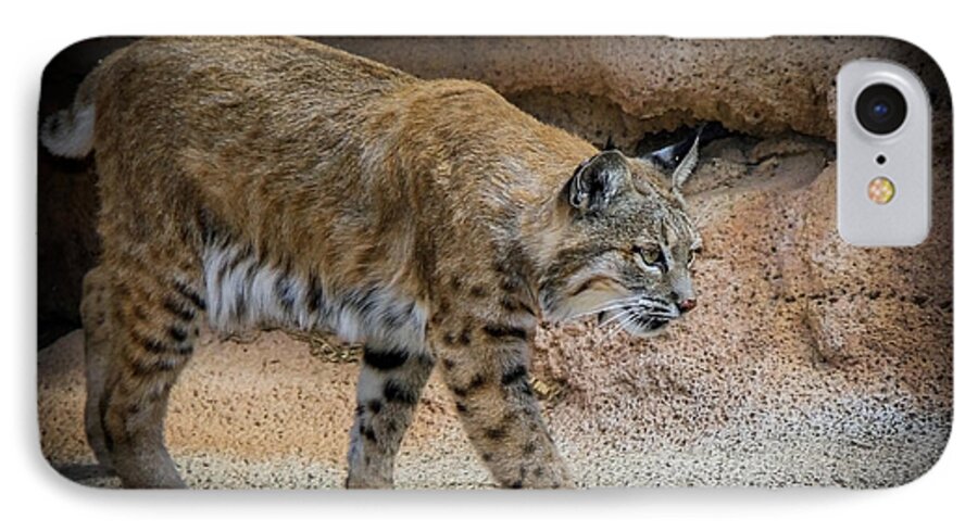 Bobcats iPhone 7 Case featuring the photograph Bobcat #1 by Elaine Malott