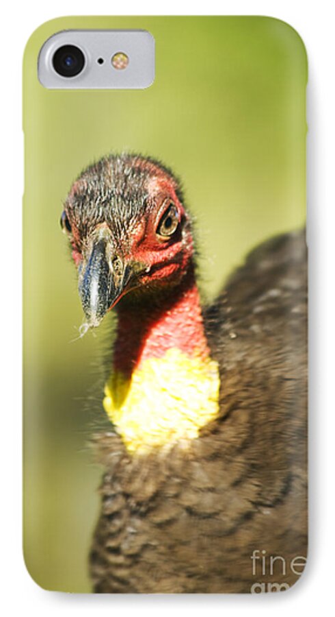 Turkeys iPhone 7 Case featuring the photograph Brush Scrub Turkey #1 by Jorgo Photography