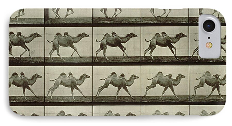 Muybridge iPhone 7 Case featuring the photograph Camel by Eadweard Muybridge