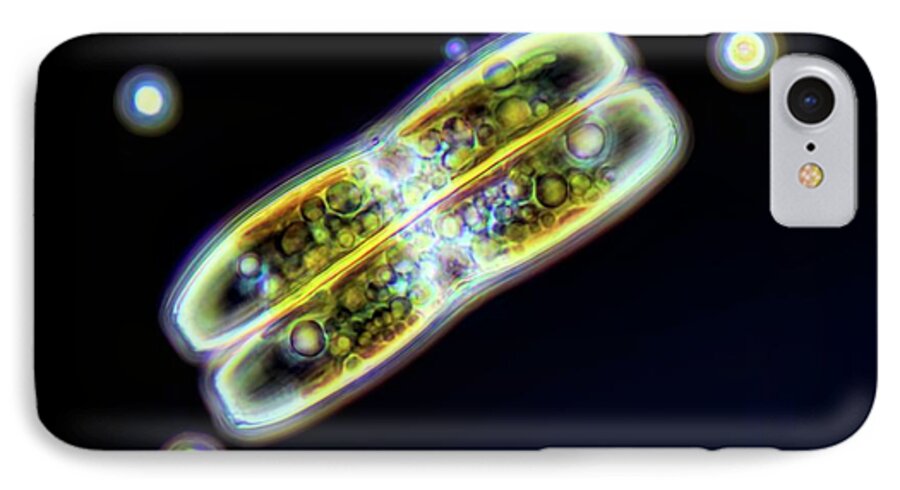 Alga iPhone 7 Case featuring the photograph Diatoms #1 by Frank Fox