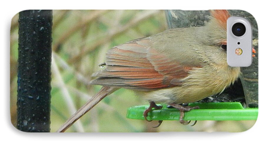 Bird iPhone 7 Case featuring the photograph Female Cardinal #2 by Betty-Anne McDonald