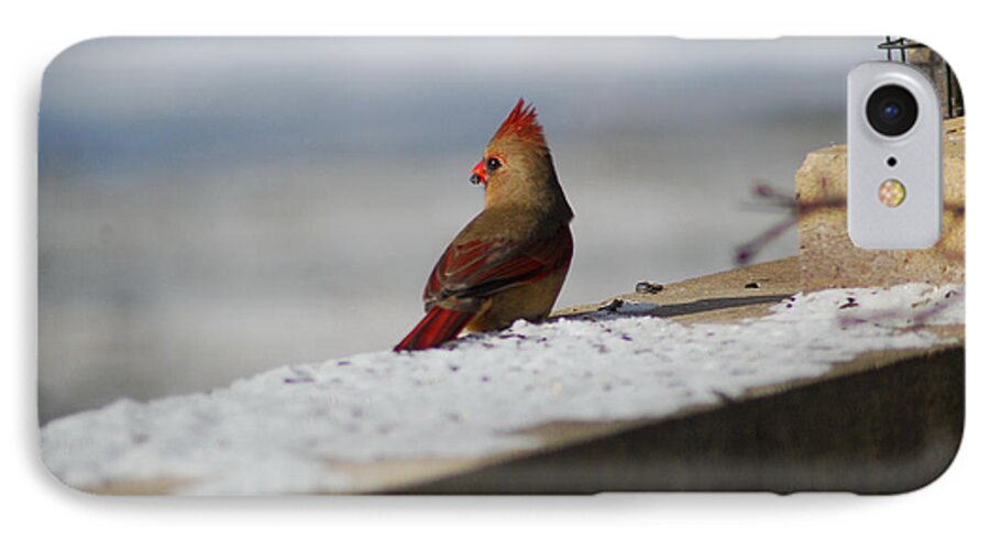 Cardinal iPhone 7 Case featuring the photograph Female Cardinal in Winter #1 by Wanda Jesfield