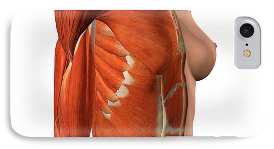 Female Chest And Abdomen Muscles, Split #1 iPhone 7 Case by Hank Grebe -  Fine Art America