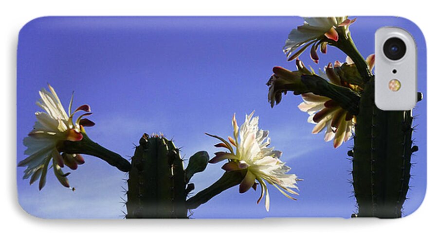 Cactus iPhone 7 Case featuring the photograph Flowering Cactus 4 by Mariusz Kula
