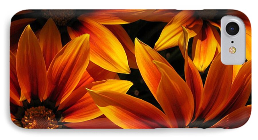 Mccombie iPhone 7 Case featuring the photograph Gazania named Kiss Orange Flame #1 by J McCombie