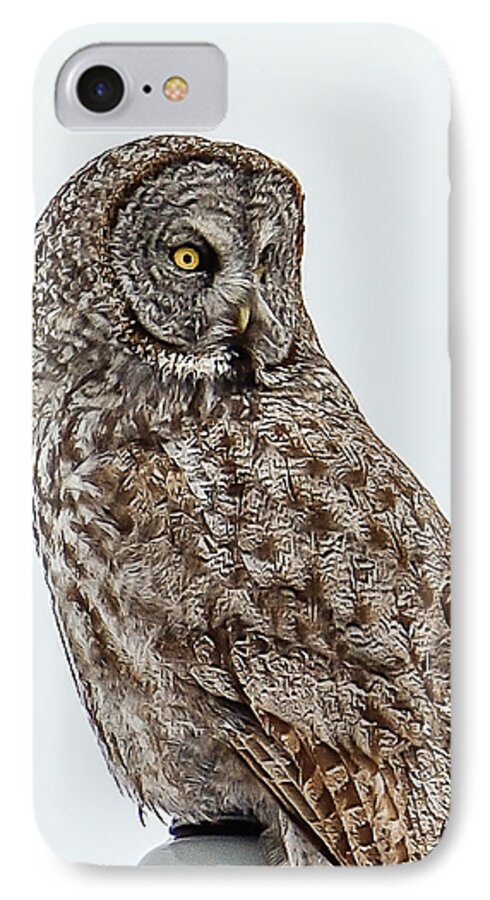 Birds iPhone 7 Case featuring the photograph Great Grey by Yeates Photography