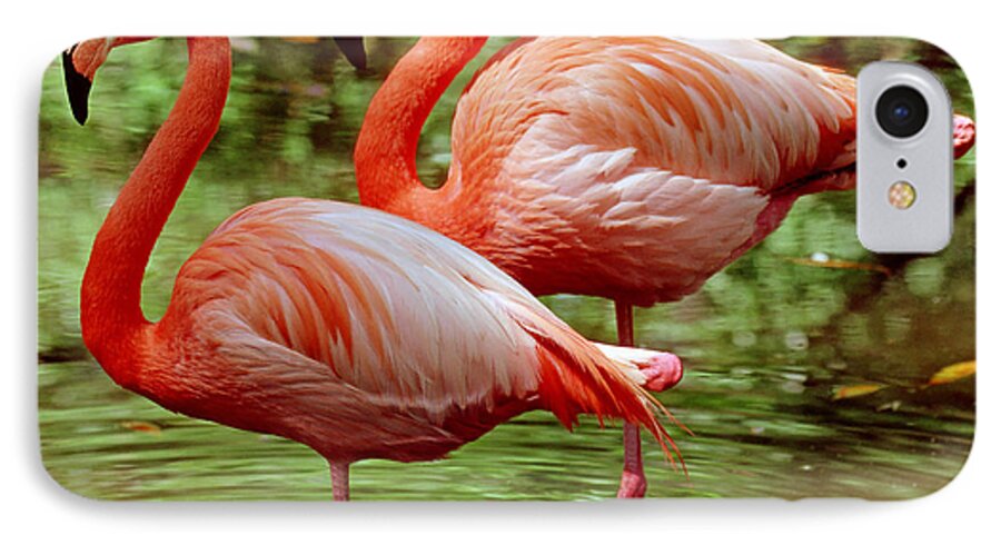 Animal iPhone 7 Case featuring the photograph Greater Flamingoes by Millard H Sharp