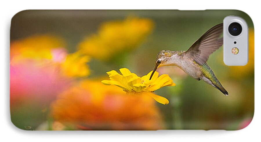 Ruby Throat Humming Bird iPhone 7 Case featuring the photograph Hummer on Zinnia #1 by Don Anderson