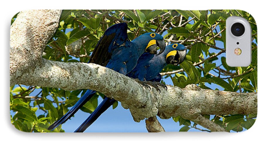 Hyacinth Macaw iPhone 7 Case featuring the photograph Hyacinth Macaws, Brazil #1 by Gregory G. Dimijian, M.D.