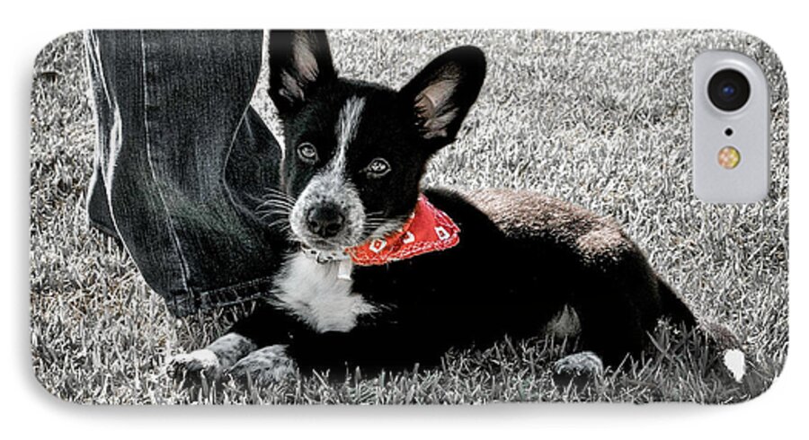 Dog iPhone 7 Case featuring the photograph Molly #1 by Sherry Davis