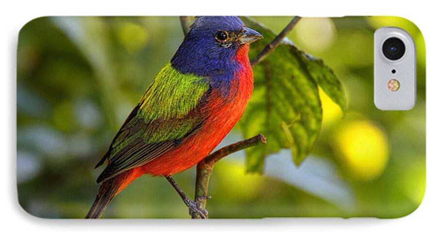 Dodsworth iPhone 7 Case featuring the photograph Painted Bunting #1 by Bill Dodsworth