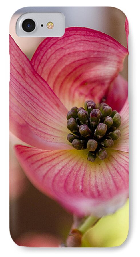 Dogwood iPhone 7 Case featuring the photograph Pink Dogwood #1 by Jatin Thakkar