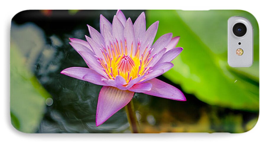 Backgrounds iPhone 7 Case featuring the photograph Purple lotus #1 by Raimond Klavins