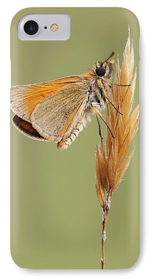 Arthropod iPhone 7 Case featuring the photograph Small Skipper Butterfly #1 by Heath Mcdonald