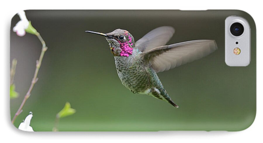 Hummingbird iPhone 7 Case featuring the photograph Anna's Hummingbird #10 by Kathy King