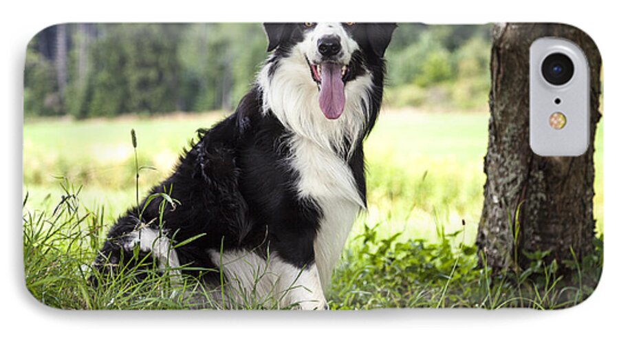 Dog iPhone 7 Case featuring the photograph Border Collie in the nature #10 by Gina Koch