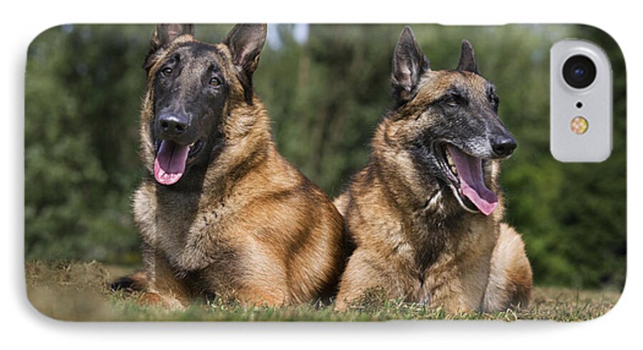 Belgian Shepherd Dog iPhone 7 Case featuring the photograph 110506p116 by Arterra Picture Library