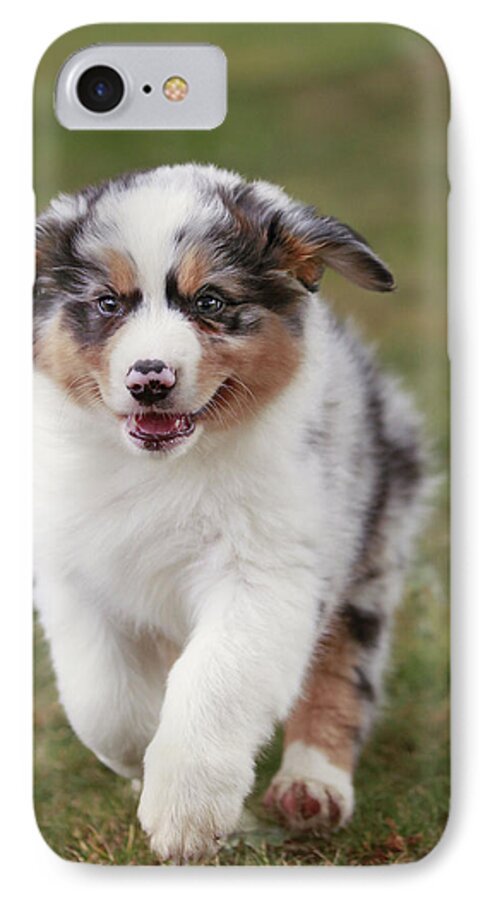 Dog iPhone 7 Case featuring the photograph Australian Shepherd Puppy #13 by Jean-Michel Labat
