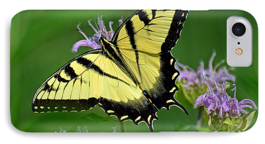 Butterfly iPhone 7 Case featuring the photograph Eastern Tiger Swallowtail #2 by Rodney Campbell