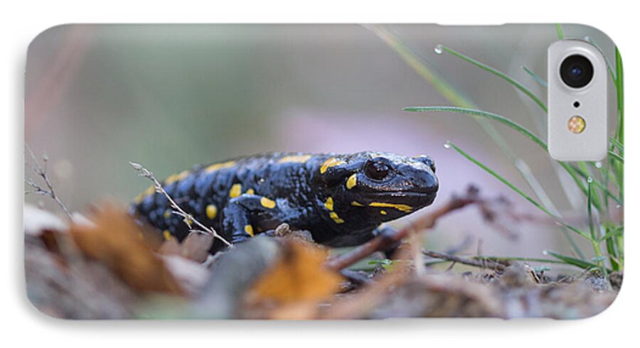 Animals iPhone 7 Case featuring the photograph Fire Salamander - Salamandra salamandra #2 by Jivko Nakev