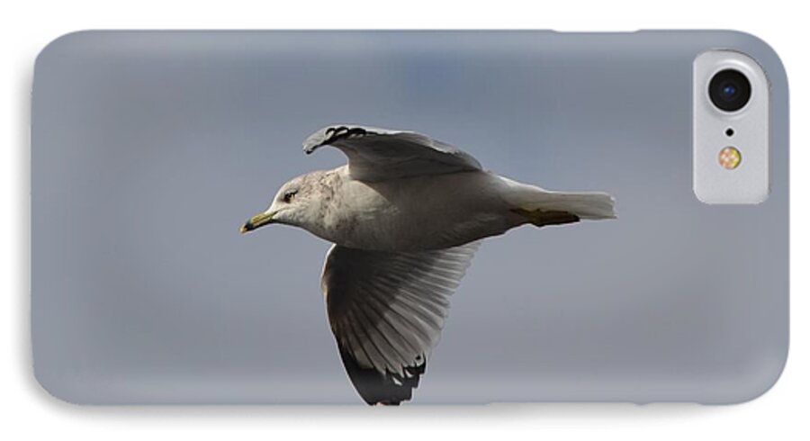 Ring-billed Gull iPhone 7 Case featuring the photograph Flight #2 by James Petersen