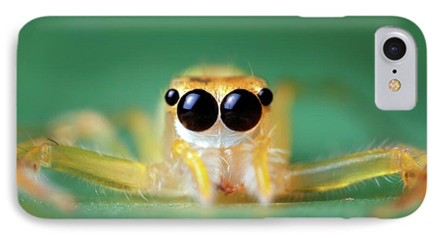 Animal iPhone 7 Case featuring the photograph Jumping Spider #2 by Alex Hyde