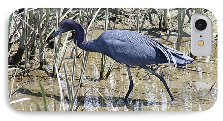 Little Blue Heron iPhone 7 Case featuring the photograph Little Blue Heron #2 by Jeanne Juhos