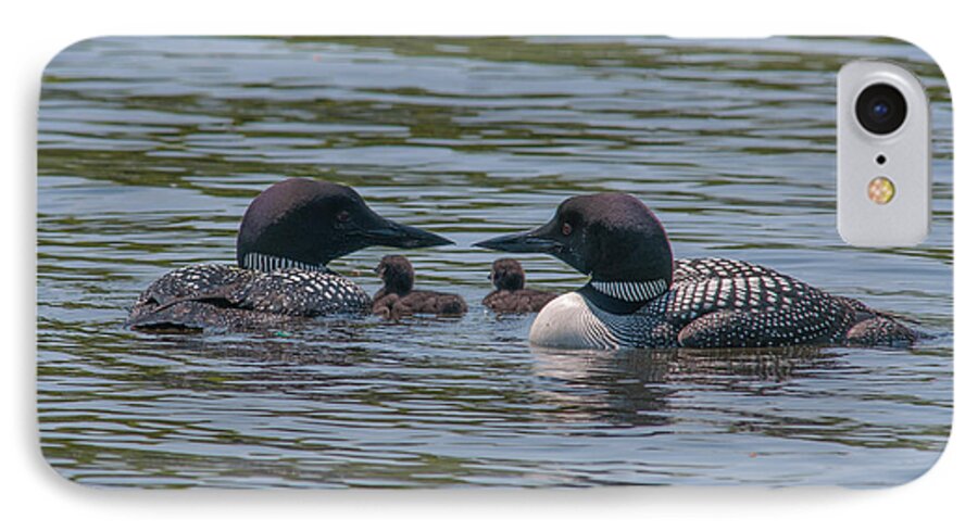 Common Loon iPhone 7 Case featuring the photograph Proud Parents #2 by Brenda Jacobs