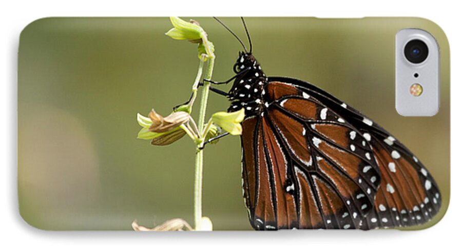 Queen Butterfly iPhone 7 Case featuring the photograph Queen Butterfly #1 by Meg Rousher