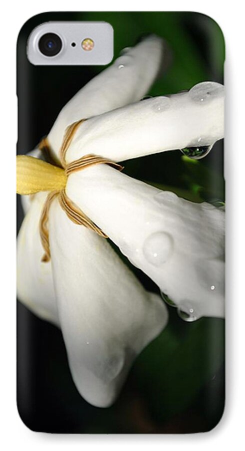 Gardenia iPhone 7 Case featuring the photograph Sun Kissed Gardenia #2 by Kelly Nowak