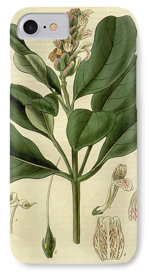 Botanical iPhone 7 Case featuring the drawing Botanical Print By Sir William Jackson Hooker #207 by Quint Lox