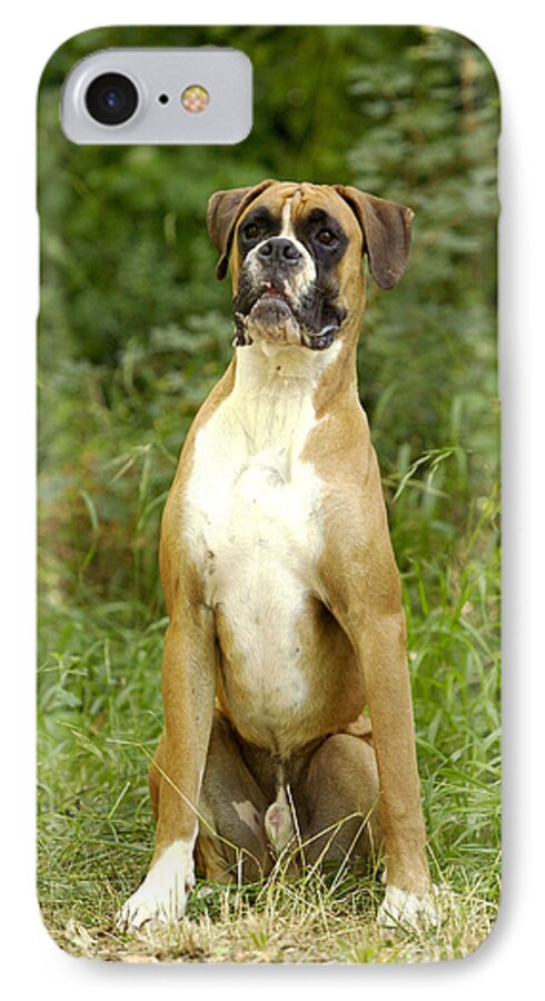 Boxer iPhone 7 Case featuring the photograph Boxer Dog #3 by Jean-Michel Labat