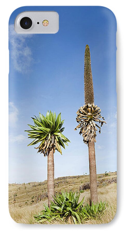 Abyssinia iPhone 7 Case featuring the photograph Ethiopian Giant Lobelia (lobelia #3 by Martin Zwick